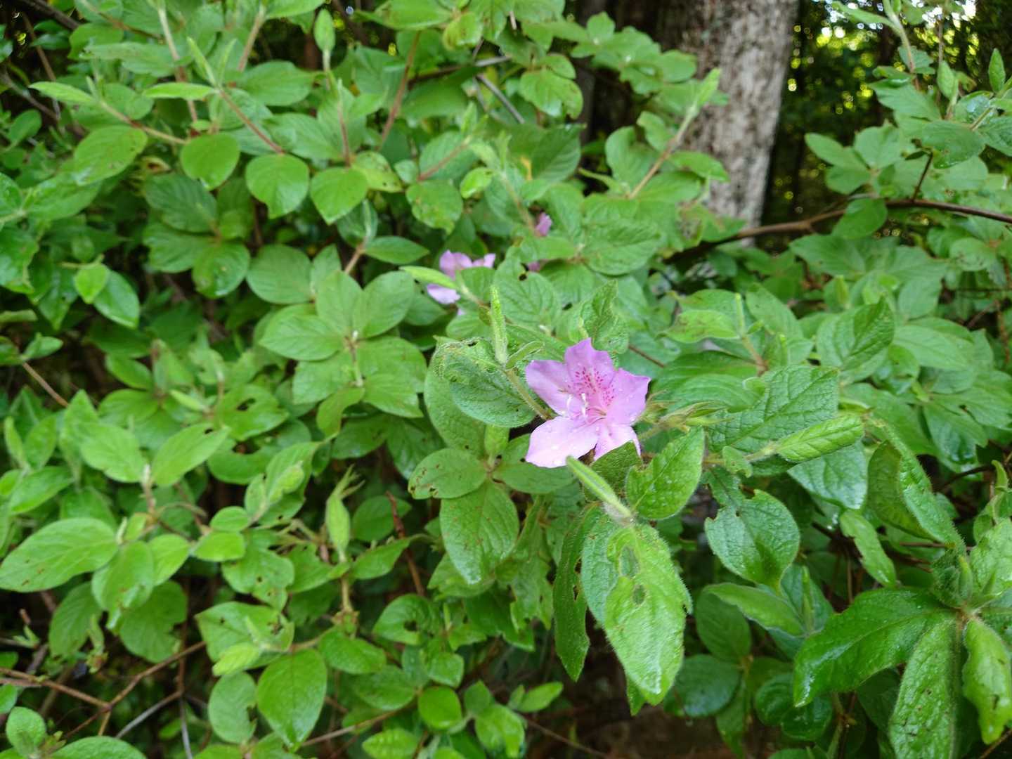 ツツジ🌸