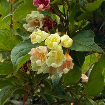ハコネウツギ
花の色が白からピンクになるのが特長なんですって😊