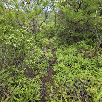 ちょっと道は悪いが、杉に良くなる