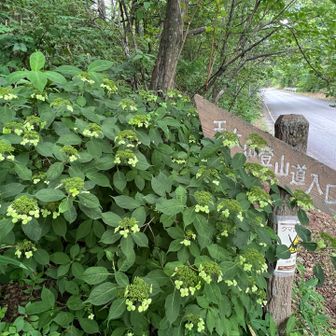 天女山登山道入口の道標の横に、花が咲き終わった紫陽花の群落がいました♪