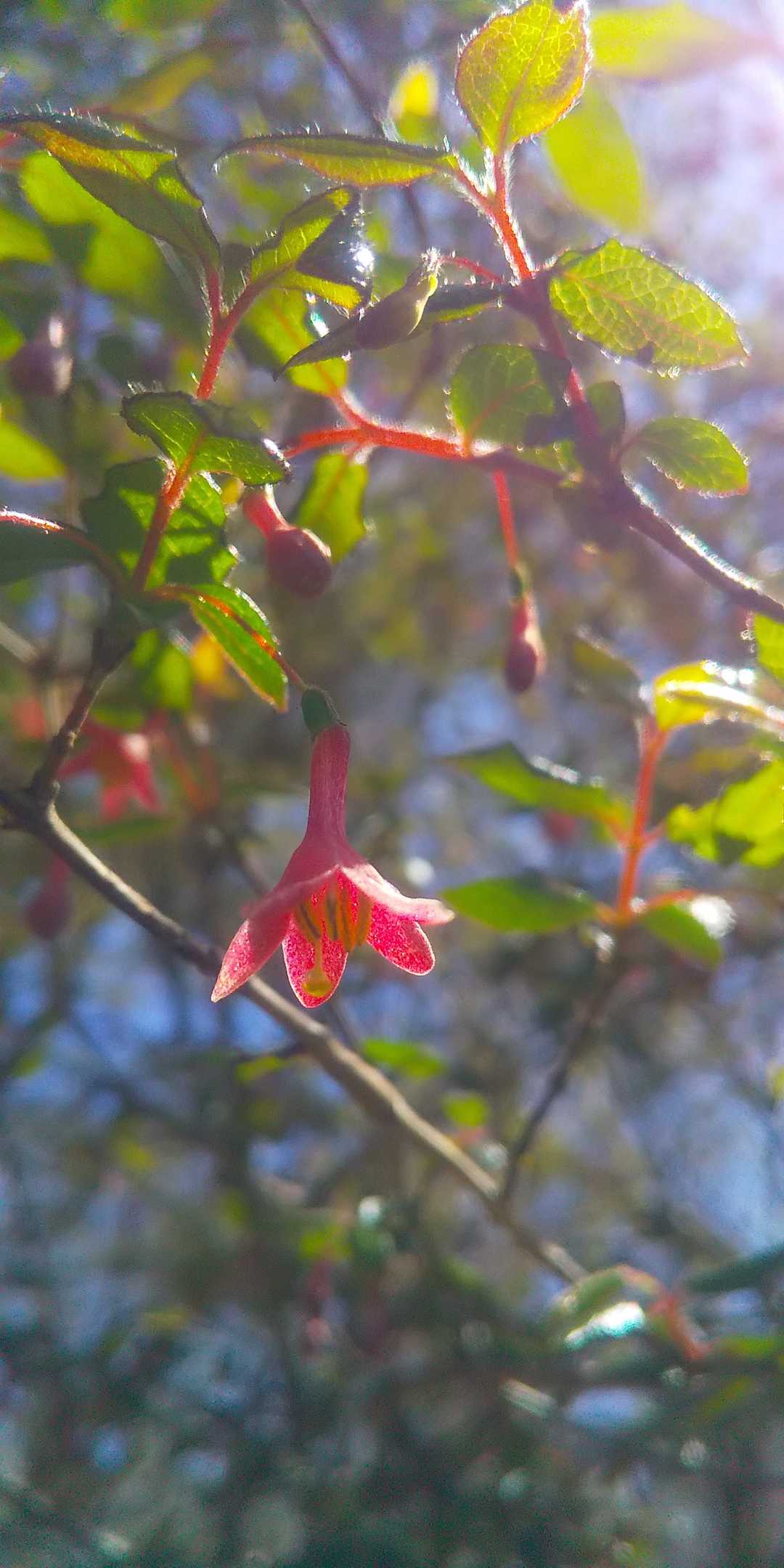 HAPPY🌈Mada～ni🕷️paradise～🎵
に行く時は、目の詰まった衣類で行きましょう🎵
   目の粗い繊維の間に入って取れないHAPPY🌈Mada～ni🕷️paradise～🎵のお話はこれにて、お～し～まい🎵
とっぴんぱらりのぷぅ～🌿

   翌日のyuhamaさんとお手軽アケボ～ノ🌸へ続く🌸
