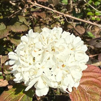 かわゆす😍紫陽花の仲間