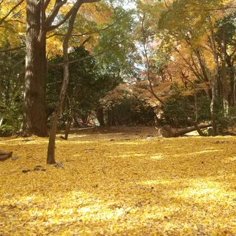 金龍寺跡がイチョウの落ち葉で金色の世界に。