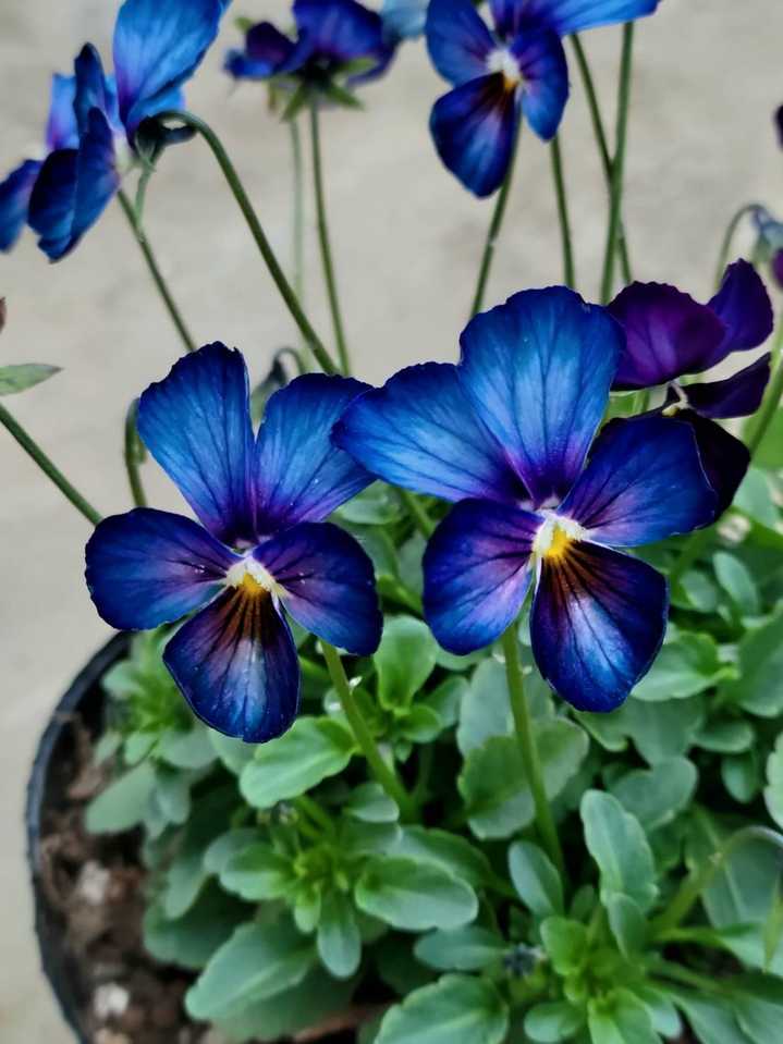 昨年の｢すみれ図鑑｣に続き｢パルプンテ｣ / きまぐれ坊やさんの