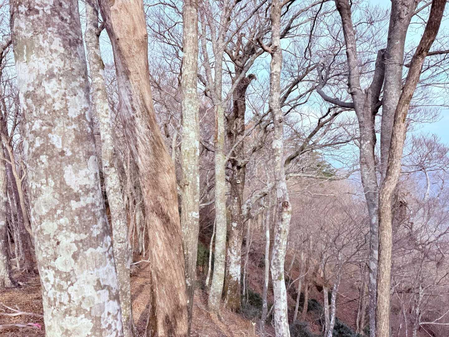 白いブナ林。