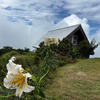 ヤマユリが綺麗でした🌸