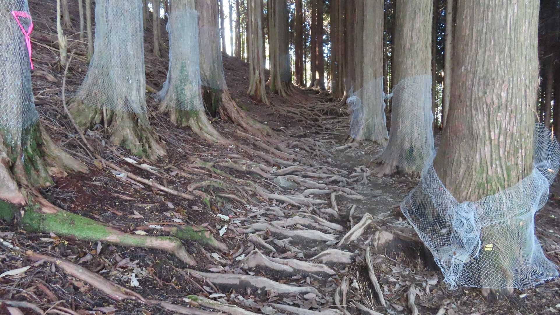 杉の根がビッシリの登山道