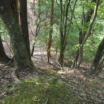 本丸の南に位置する物見丸に向けて移動します。まず、本丸の南に横たわる大堀切を慎重に下ります。堀切というのは、尾根を掘り下げて断ち切り郭の防御力を高める山城における防御施設のことです。ここは分かりやすく痕跡が残っていますね。