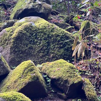 このルートは苔がいい