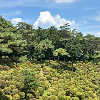 ツツジ　来年は満開のツツジを見に来ます！
逆からではなくね🤭