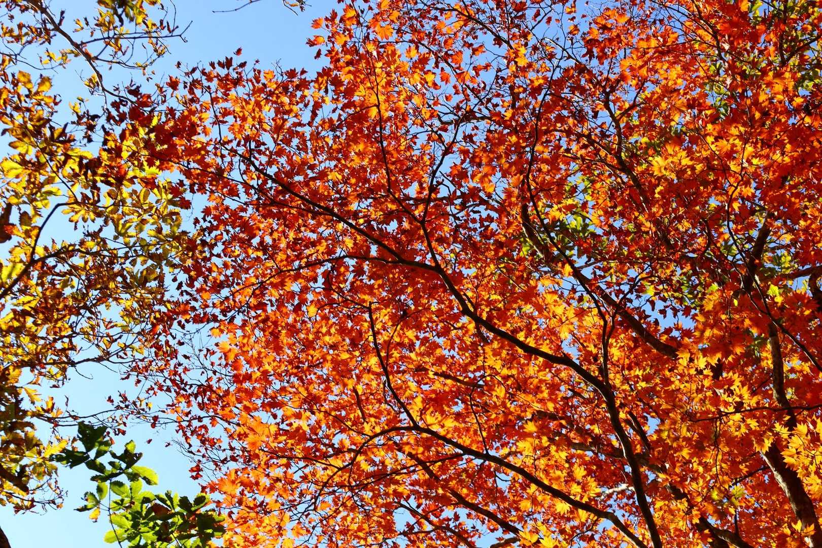 🍁