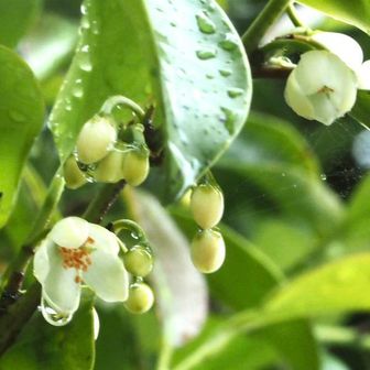 神社の境内に咲くサカキ?の花