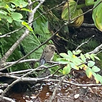 この鳥が道をウロウロしてた