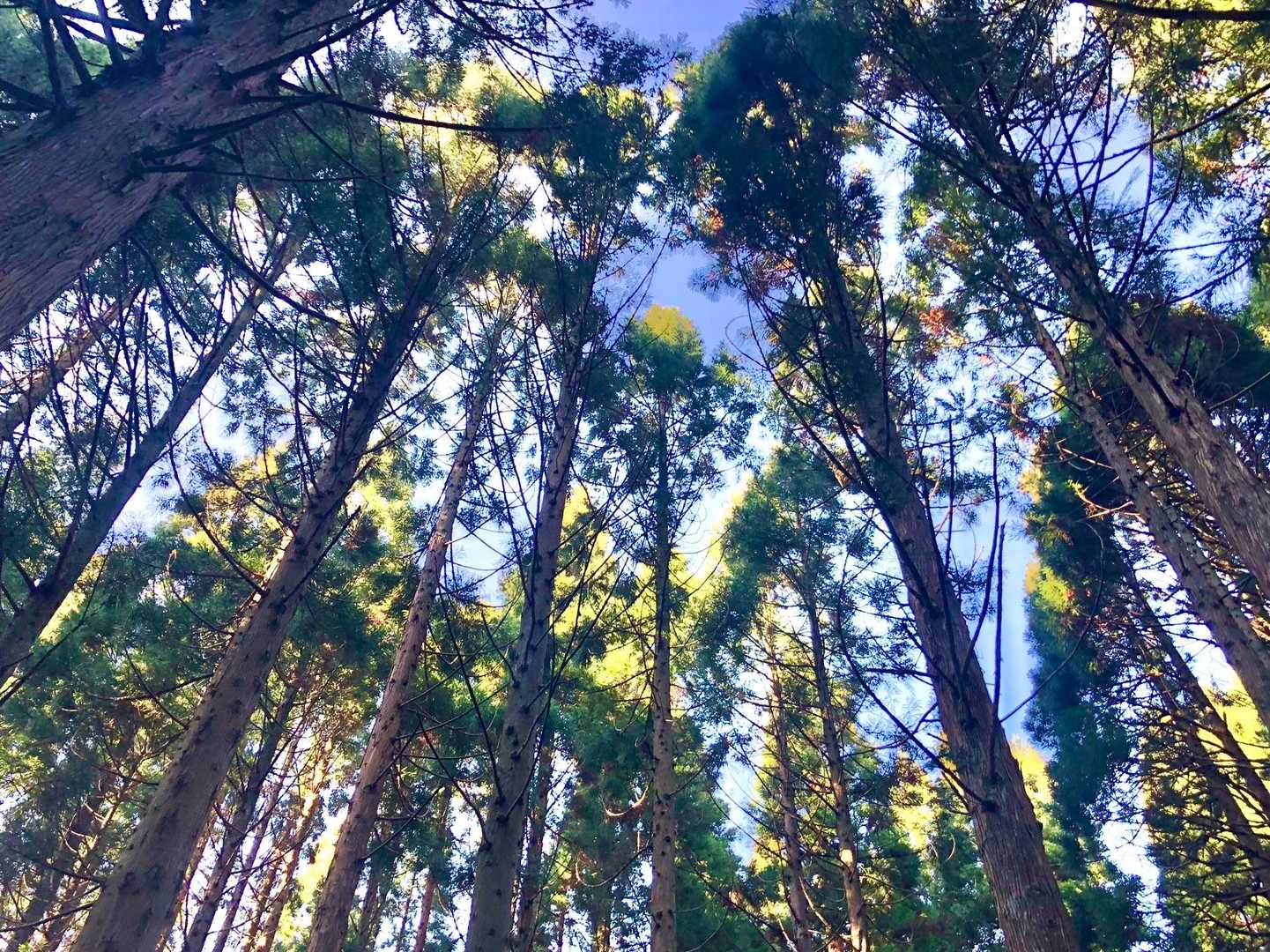 登山口間近の杉林📸