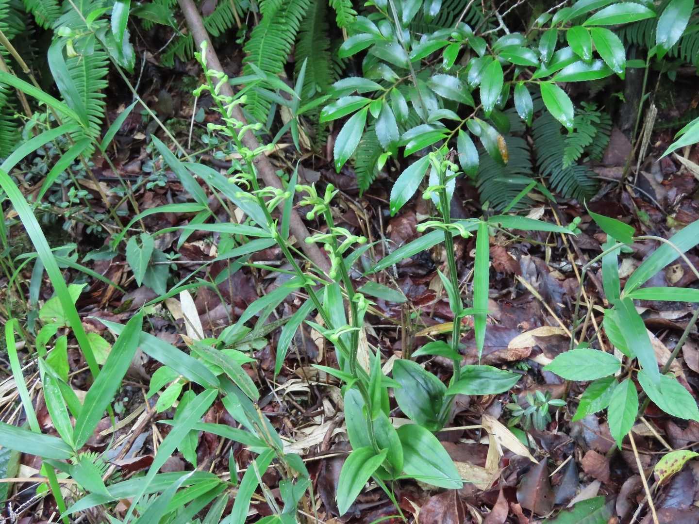大葉蜻蛉草(オオバノトンボソウ･ラン科)も 登山道のあちこちに😊