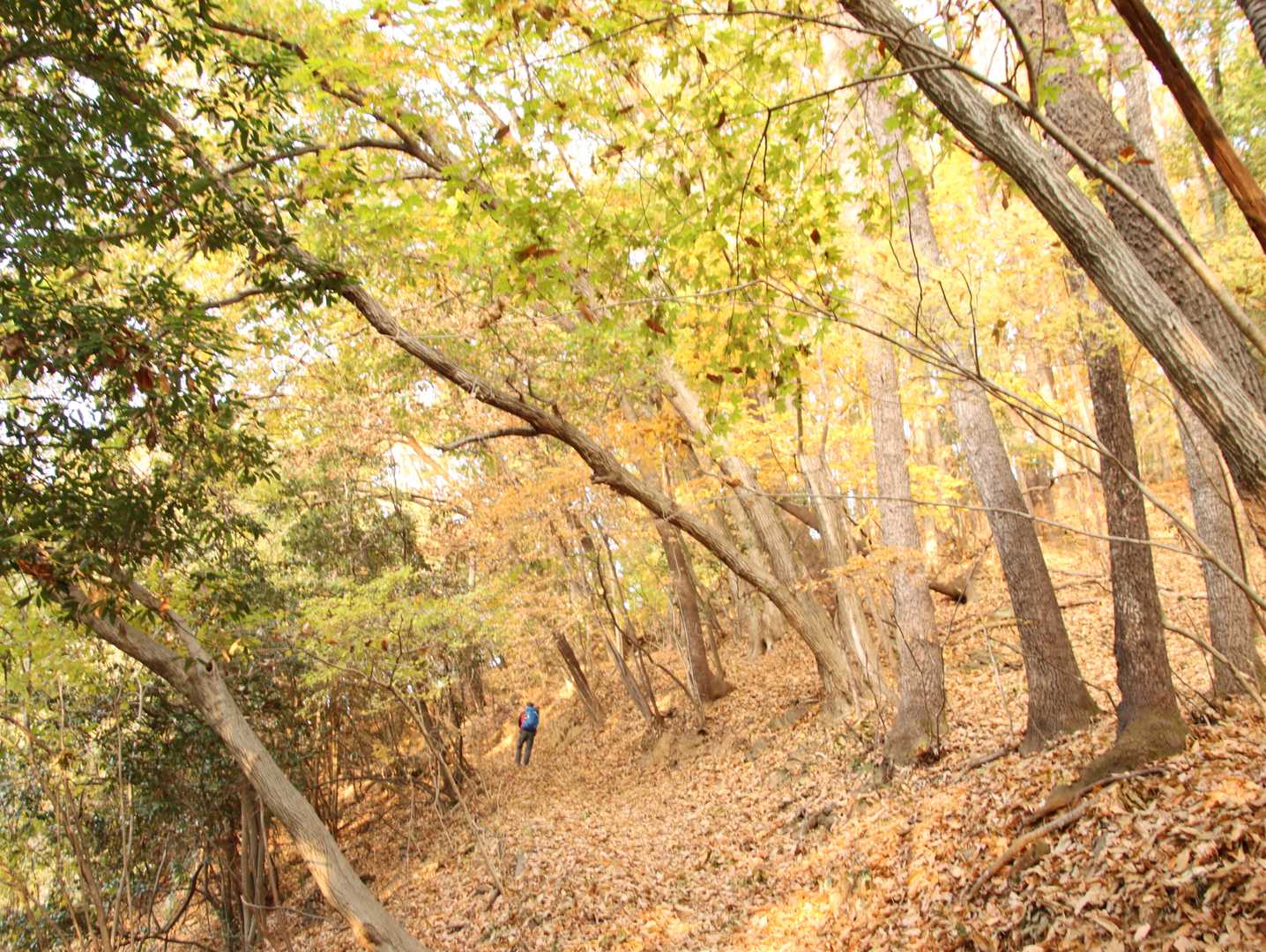桜山 往復コースの写真