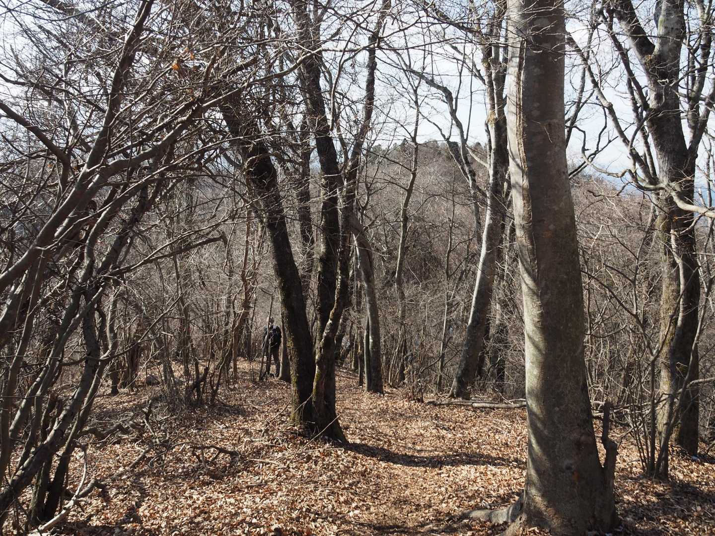 忍草山西峰へ