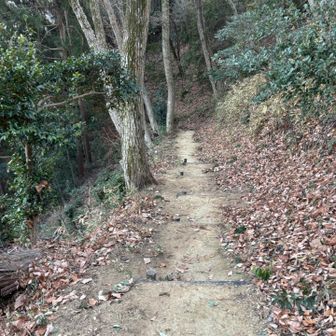 ゆるーい山道です