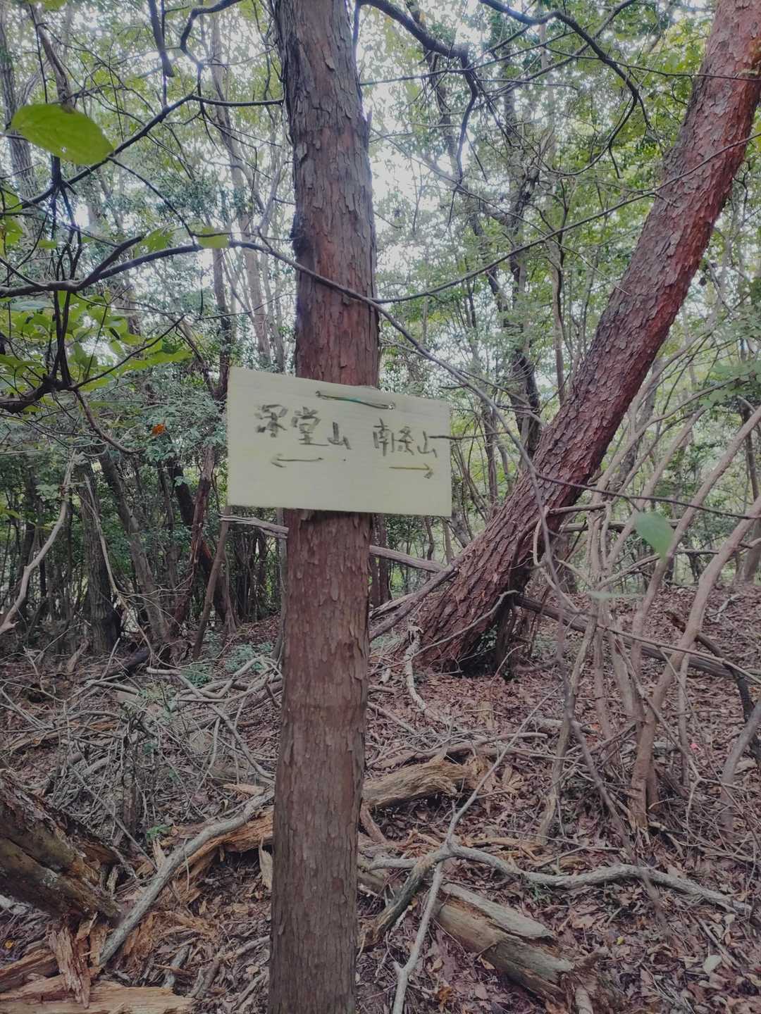 Bコースには行かず、ピストンで戻ります。
ここから下山できる破線の道があります。
行けそうならここから降りてみようと思い見に行ってみましたが、シダ漕ぎと蜘蛛の巣の嵐でした。
赤テープはありましたので、勇気のある方はどうぞ（笑）。