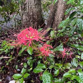 曼珠沙華♪