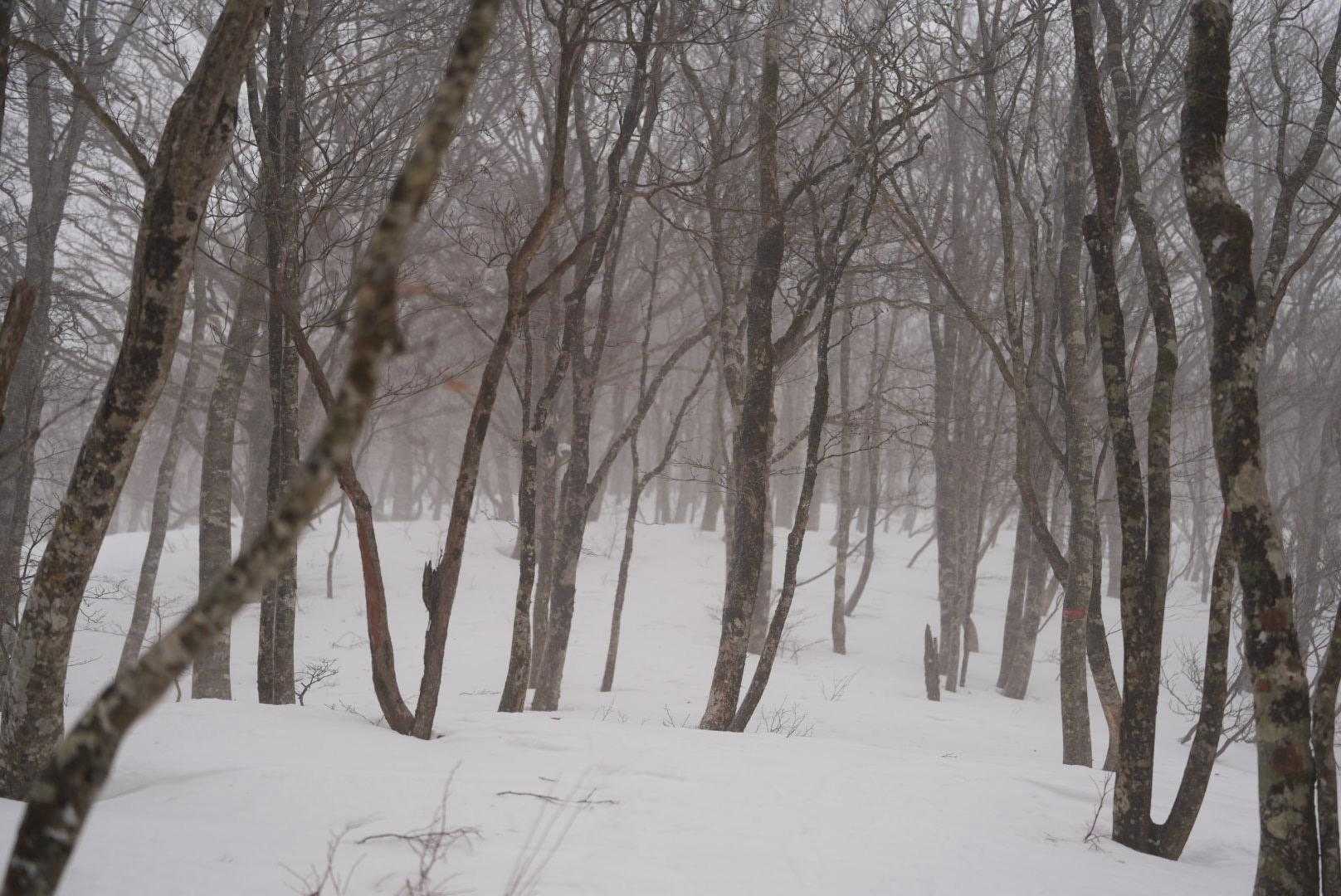 いきなり暴風雪❄️
（写真じゃ伝わらんけど、本気で撤退考えた）