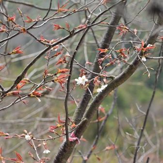 野桜も咲き始め🌸