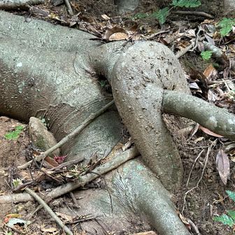 すんごい不思議な
形態やけど(｡≖‿≖ฺ)