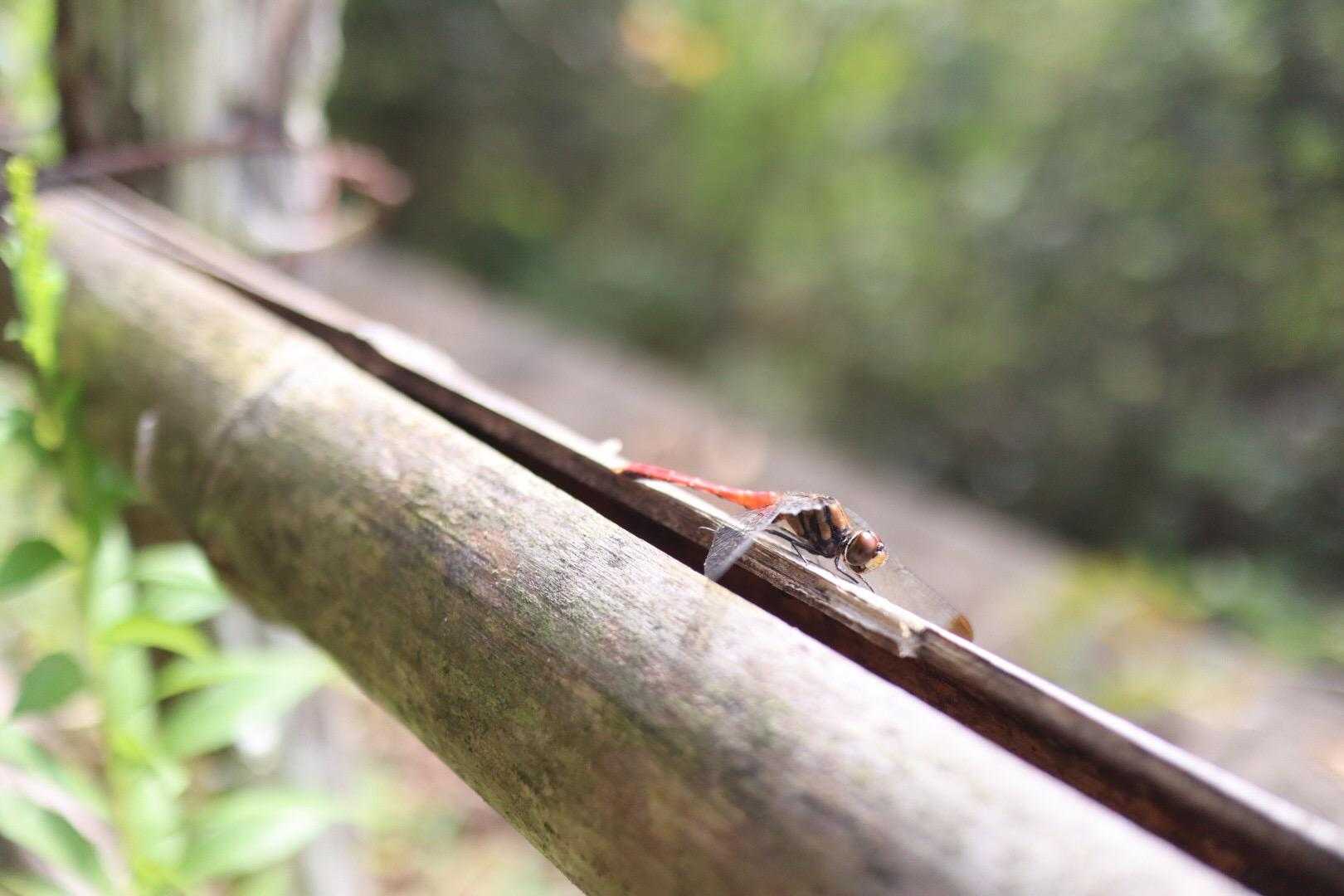 赤とんほちゃんも日向ぼっこかな☺️