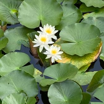 三つ子みたいな睡蓮