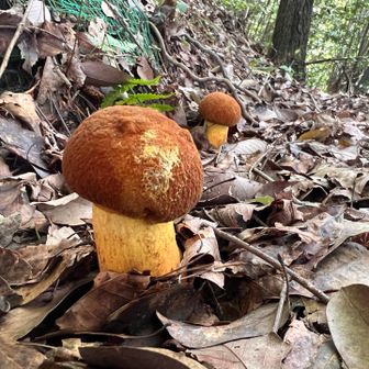 ニョキニョキ🍄