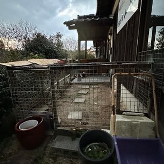 くりこちゃーん🐕って呼んだら
別のわんちゃんがお昼寝中🫢