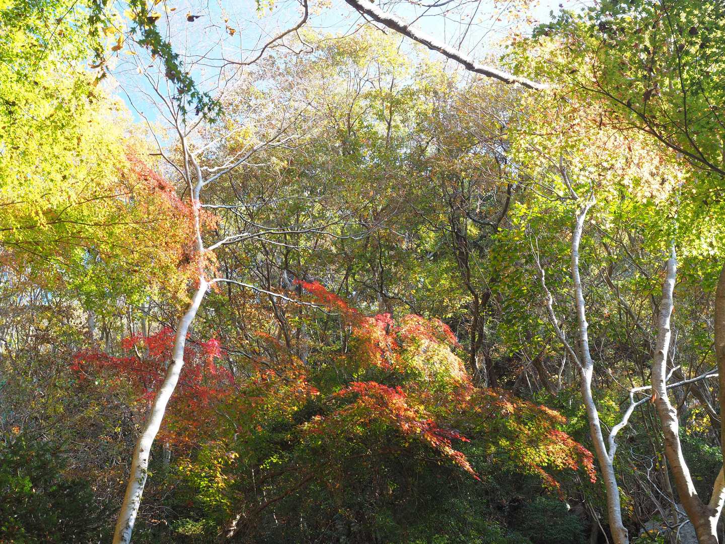 御滝
　上の紅葉