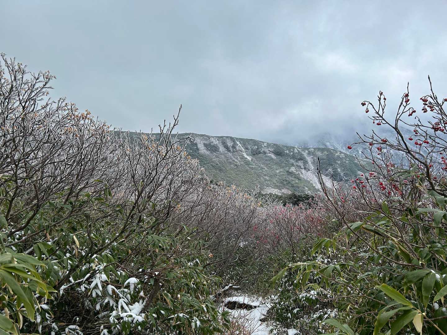 薄っすら雪を纏った🟡実🔴実が左右から祝福してくれてます😊お疲れさま！また来てね！