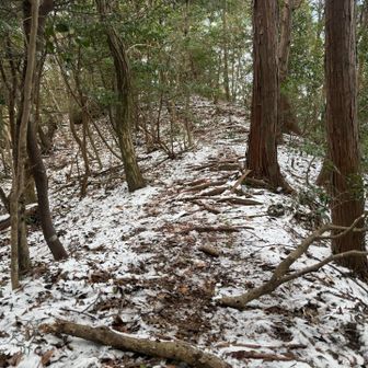 岩は無くなり普通のトレイルに