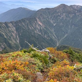 中ノ岳、その奥に八海山──

四山の皆さま、たっぷりと楽しませてもらいました。本当にありがとうございます。
