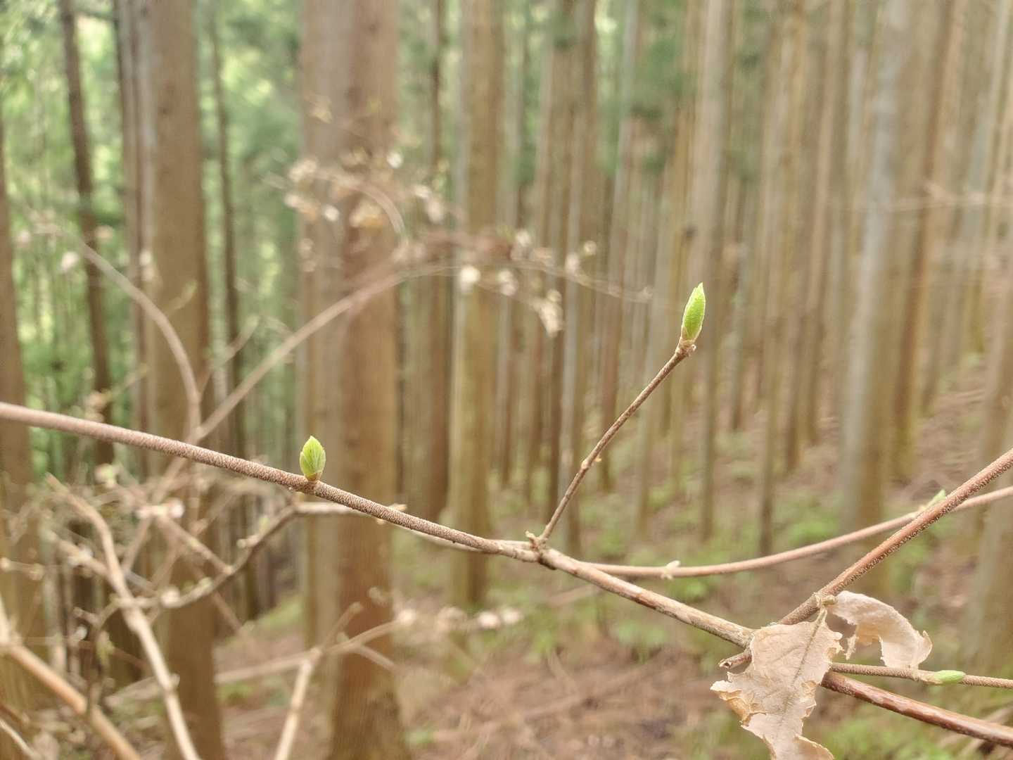 新芽🌿
花だけじゃなく、春を感じる要素がたくさんあるのも登山の良さですね😁