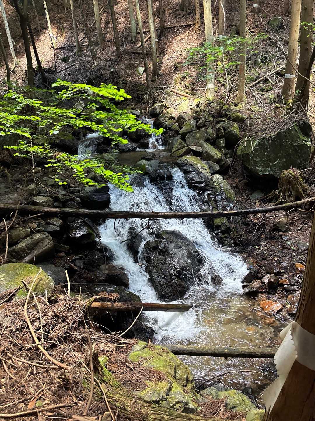沢ね