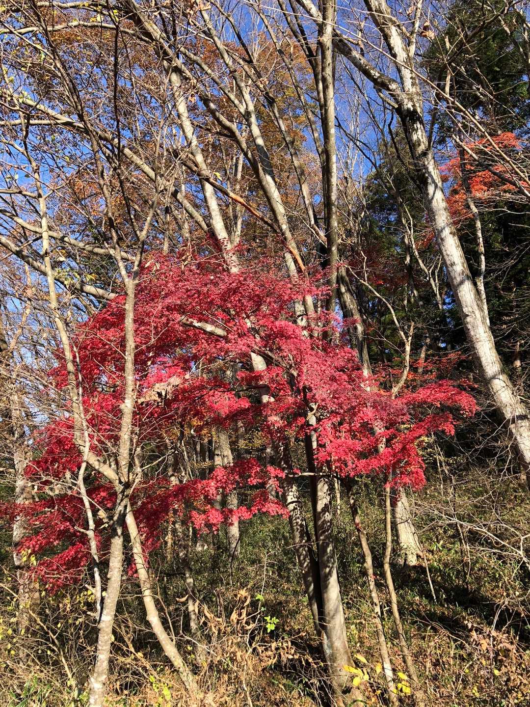 岩櫃山 往復コースの写真