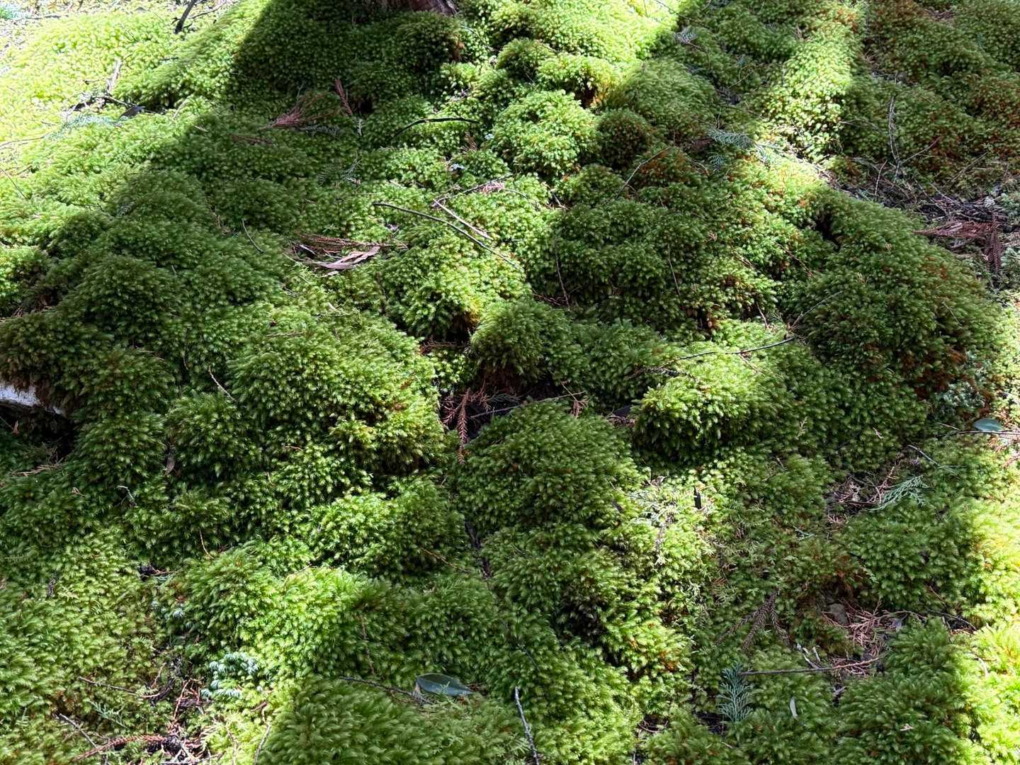 石鎚神社-清宝山-苔庭 往復コースの写真