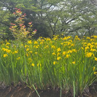公園の黄菖蒲