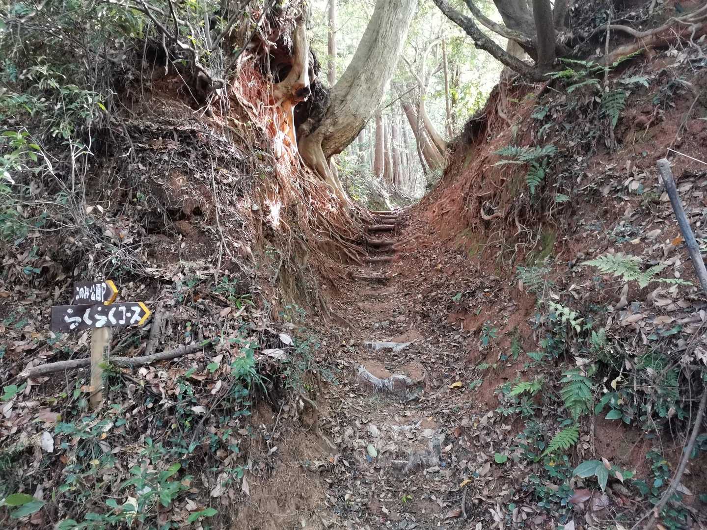 今日はらくらくコースから登ります。