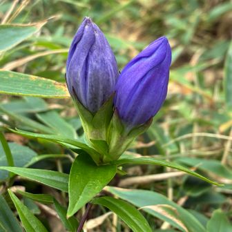お花畑で見つけたリンドウ。まだ蕾でした。
お花畑と言うわりには、笹しかないと思っていたら、花も咲くのですね。