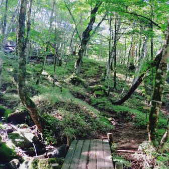 静かな山道