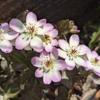 お日さま大好きなんだね🥰
