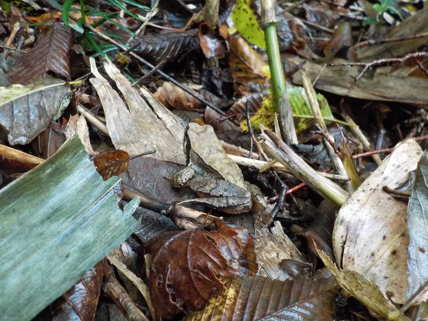 🐸