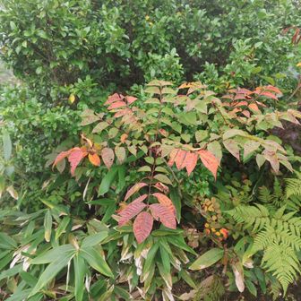 ヤマウルシかな紅葉してます