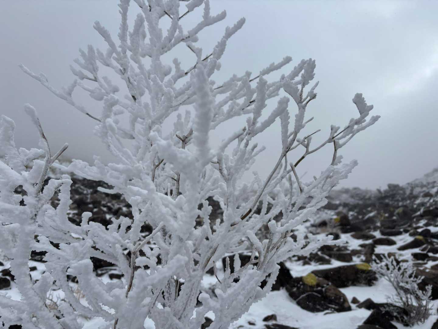 雪の華が咲いてました