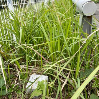 フェンスの中にあるこれは三角点ではない
灯台の四隅に同じ物がある
運輸省と書いてある