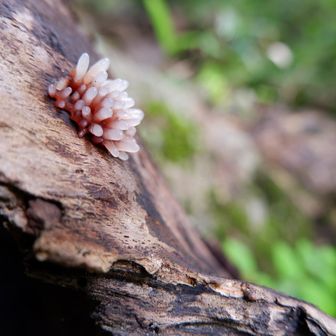 変形菌だって、初めて見た👀