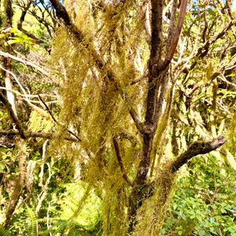 サルオガセのカーテン